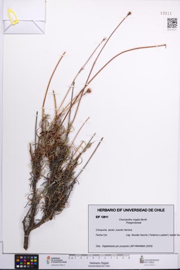 Chorizanthe virgata [Espécimen: UCH:EIF:0012811]