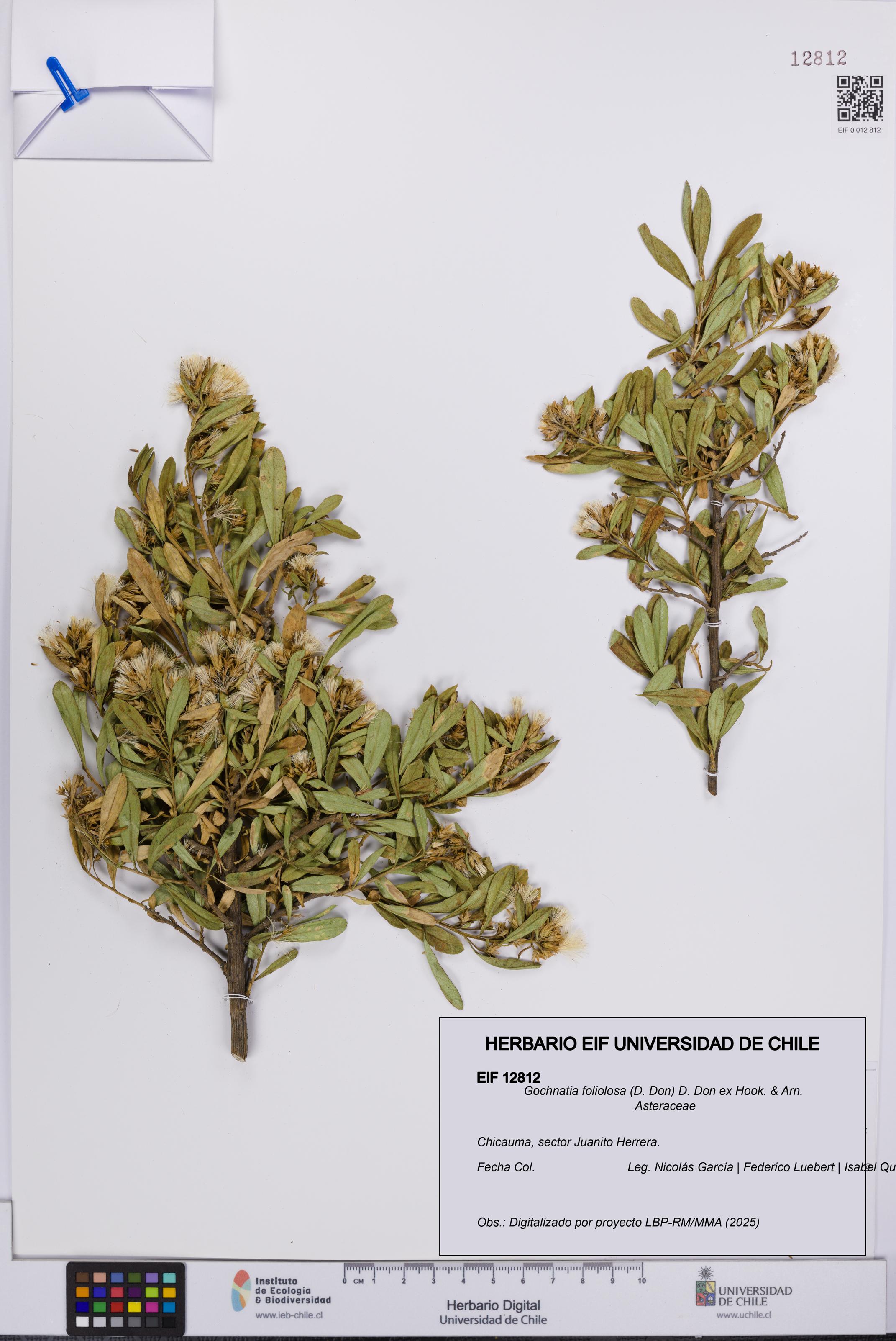 Gochnatia foliolosa [Espécimen: UCH:EIF:0012812]
