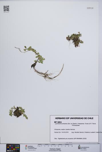 Lysimachia amoena [Espécimen: UCH:EIF:0012814]