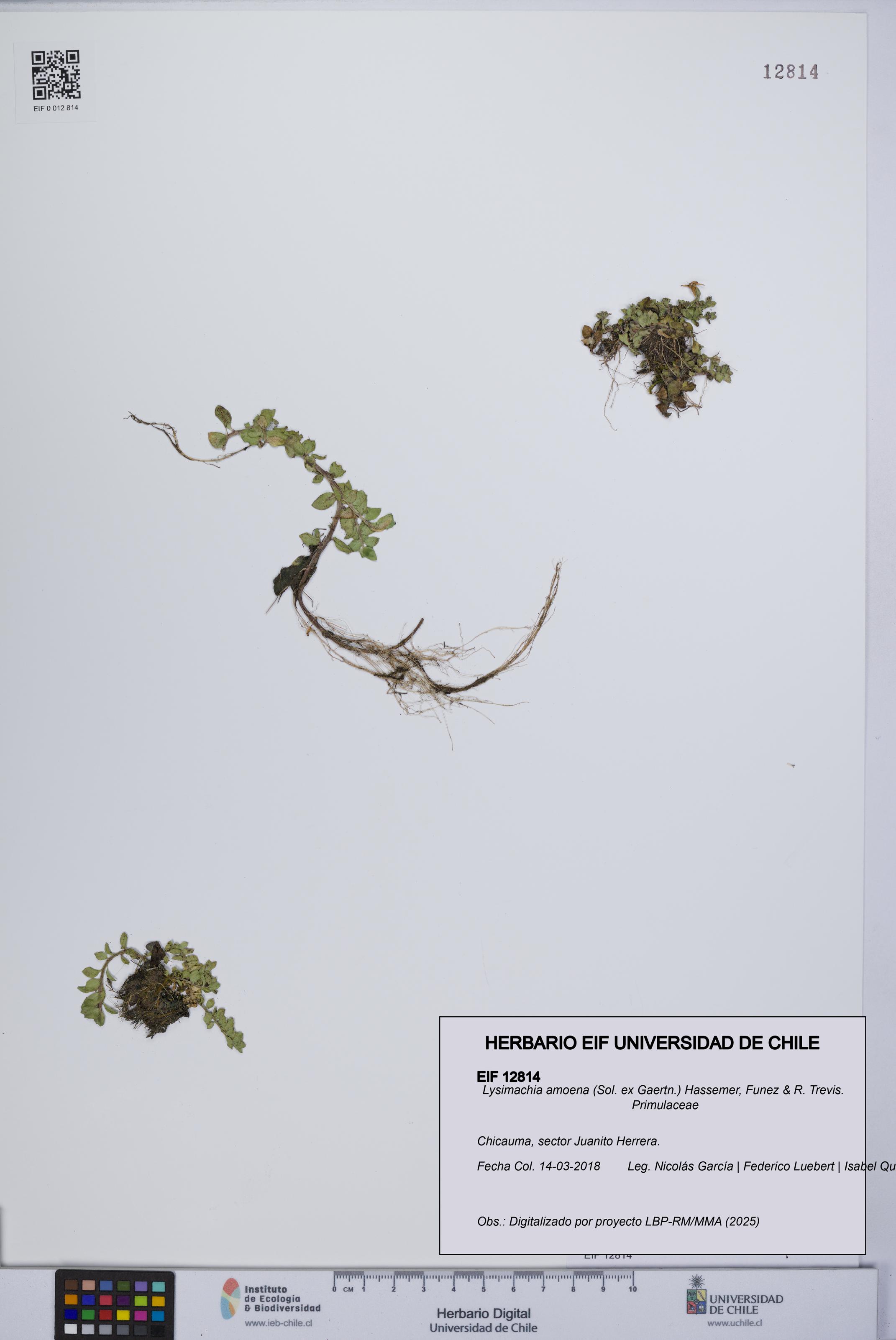 Lysimachia amoena [Espécimen: UCH:EIF:0012814]