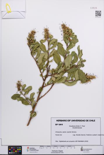 Escallonia illinita [Espécimen: UCH:EIF:0012815]