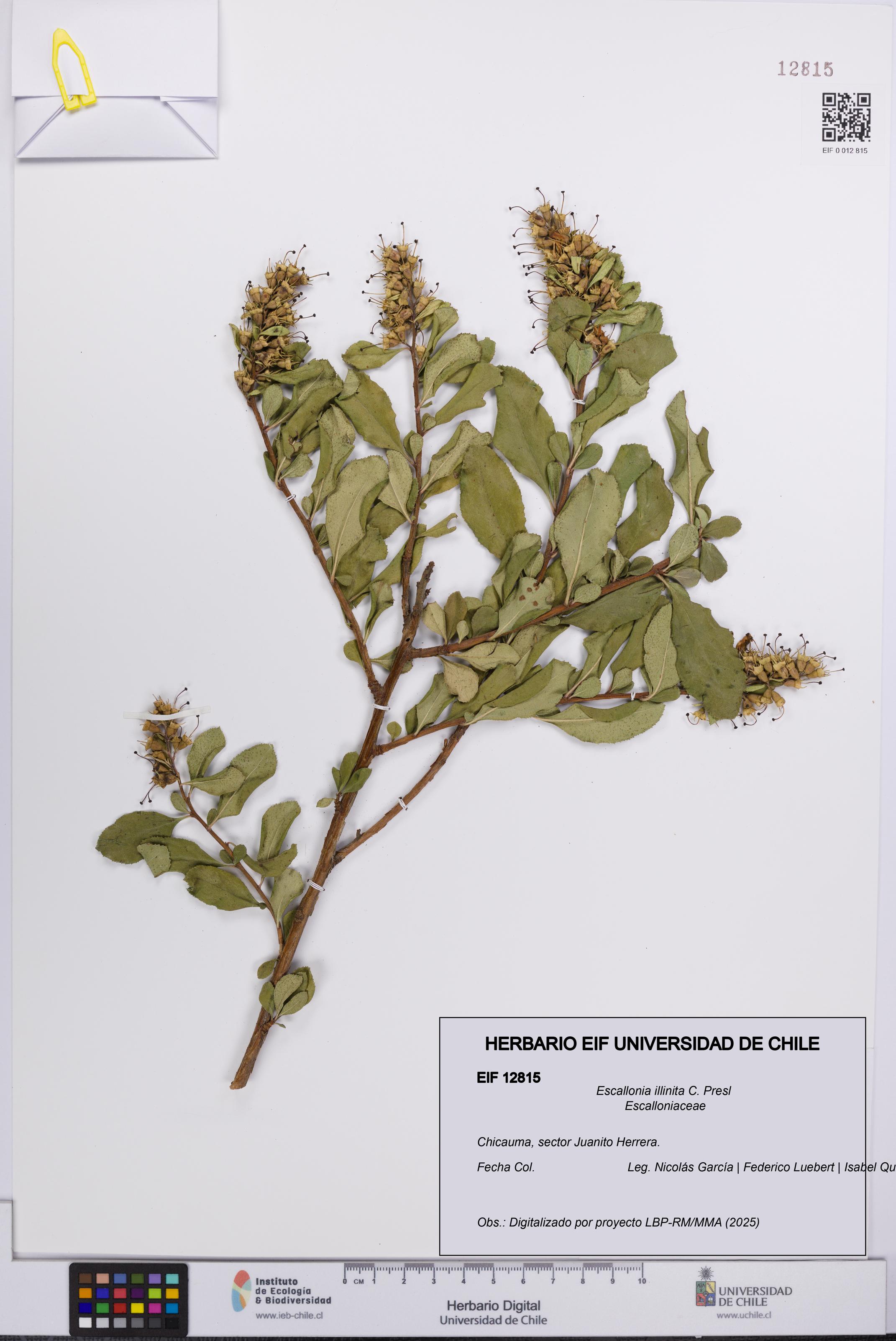 Escallonia illinita [Espécimen: UCH:EIF:0012815]