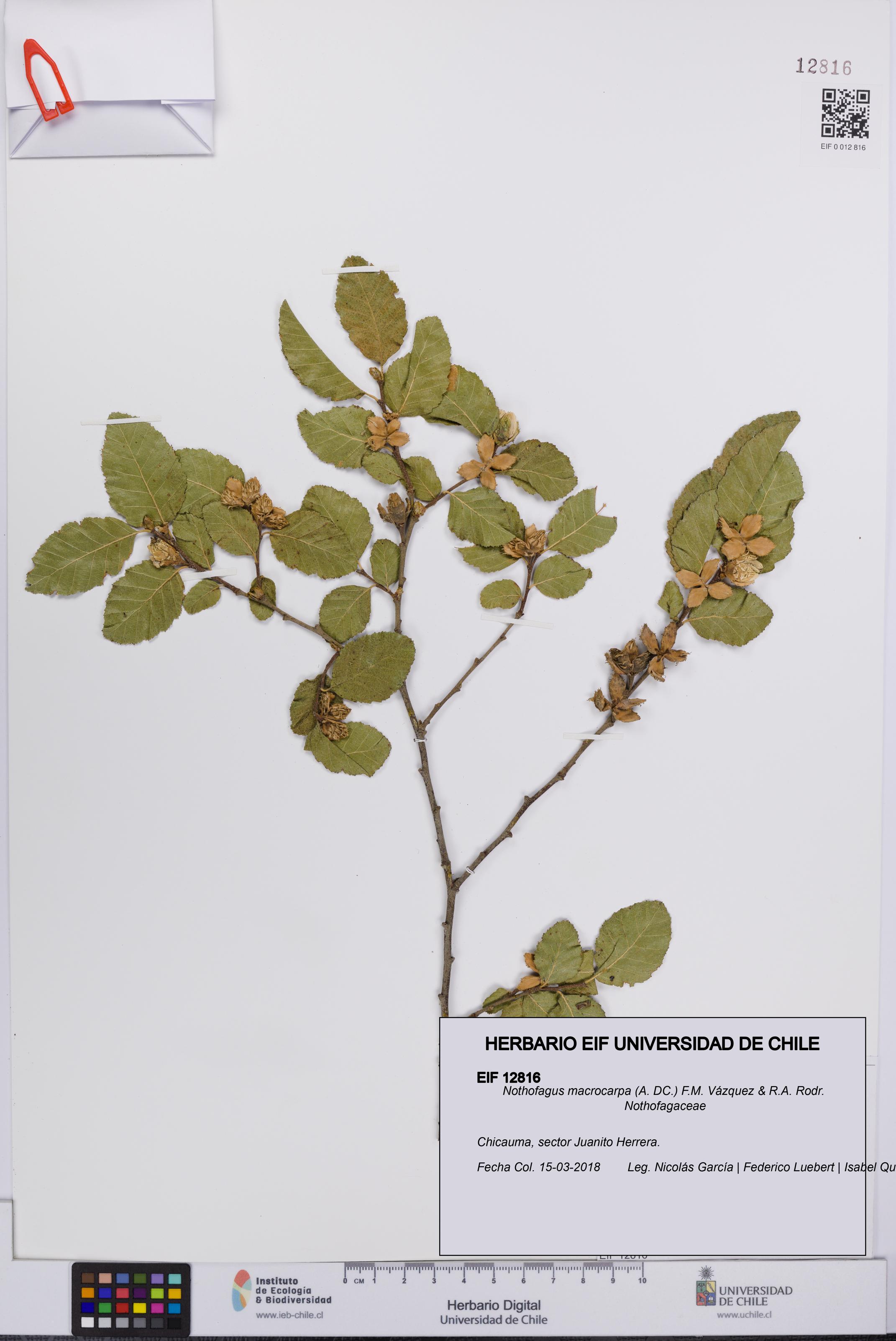 Nothofagus macrocarpa [Espécimen: UCH:EIF:0012816]