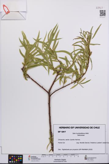 Salix humboldtiana [Espécimen: UCH:EIF:0012817]