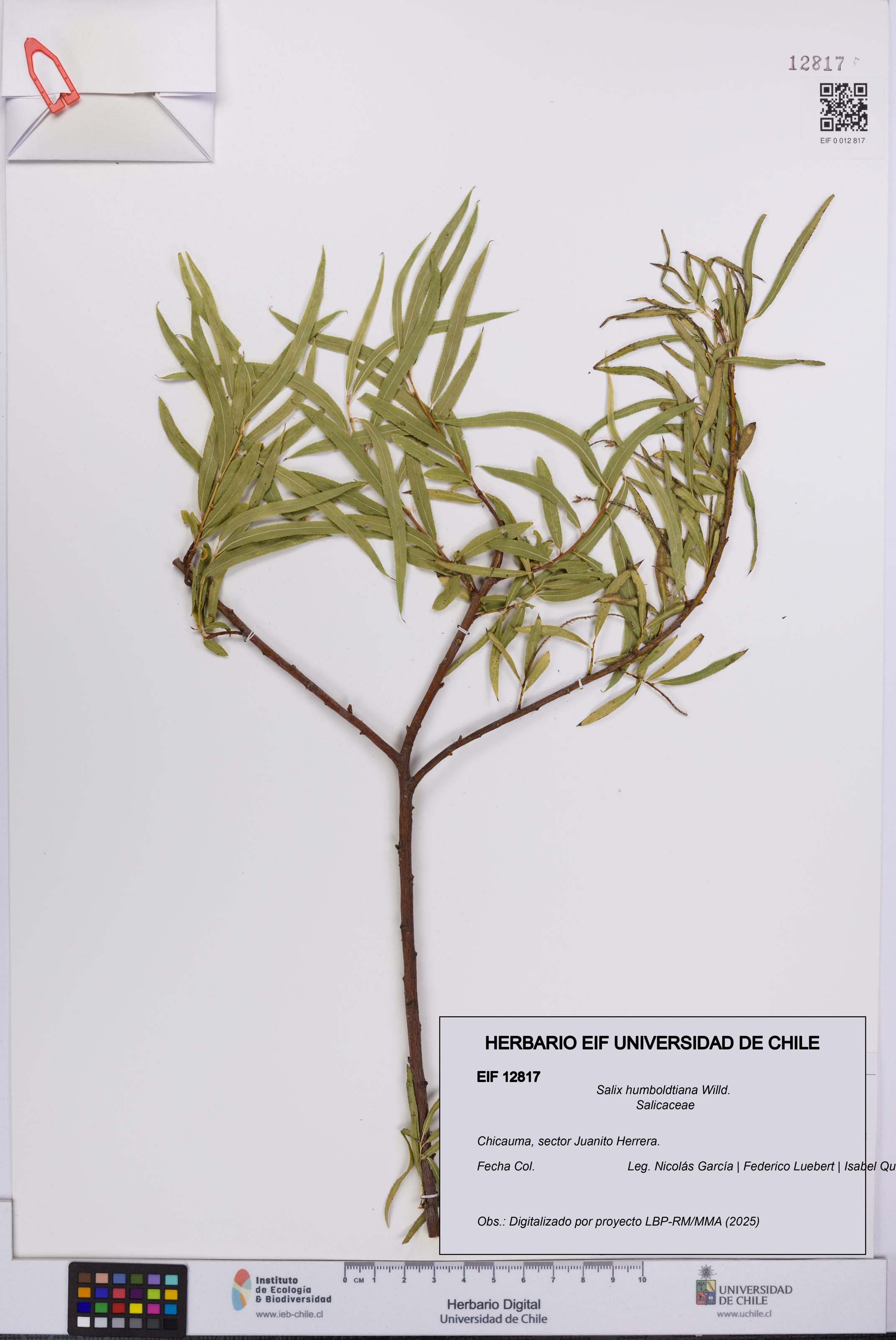 Salix humboldtiana [Espécimen: UCH:EIF:0012817]