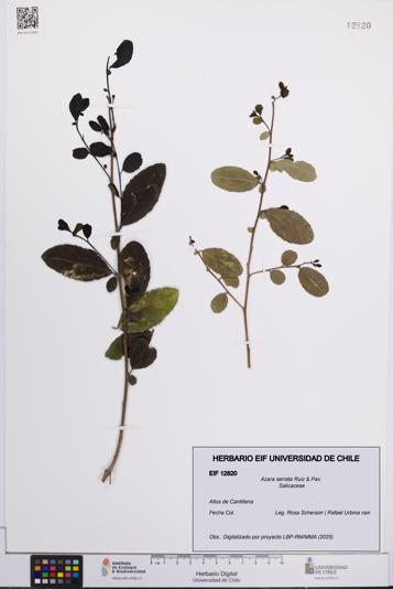 Azara serrata [Espécimen: UCH:EIF:0012820]