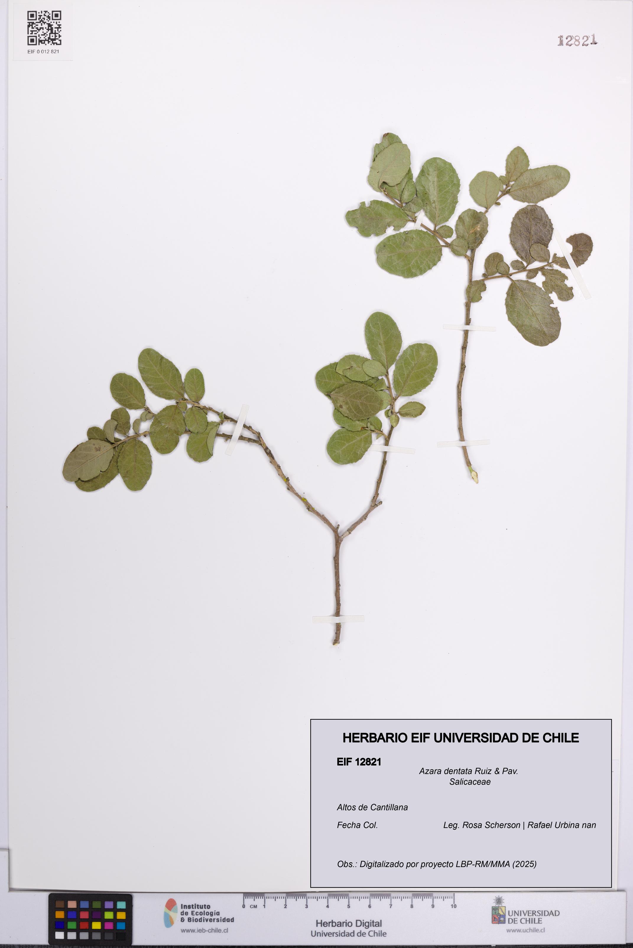 Azara dentata [Espécimen: UCH:EIF:0012821]