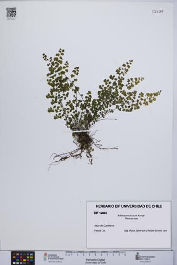 Adiantum excisum [Espécimen: UCH:EIF:0012834]