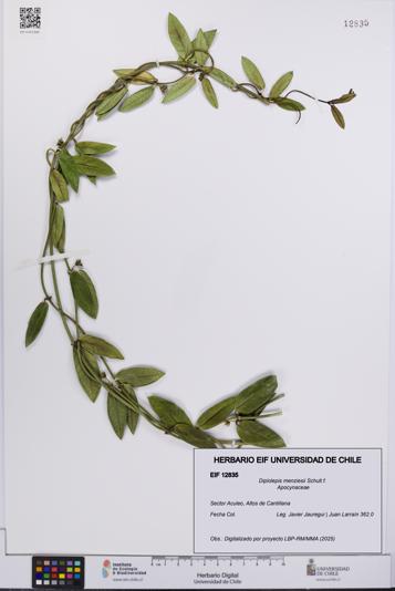 Diplolepis menziesii [Espécimen: UCH:EIF:0012835]