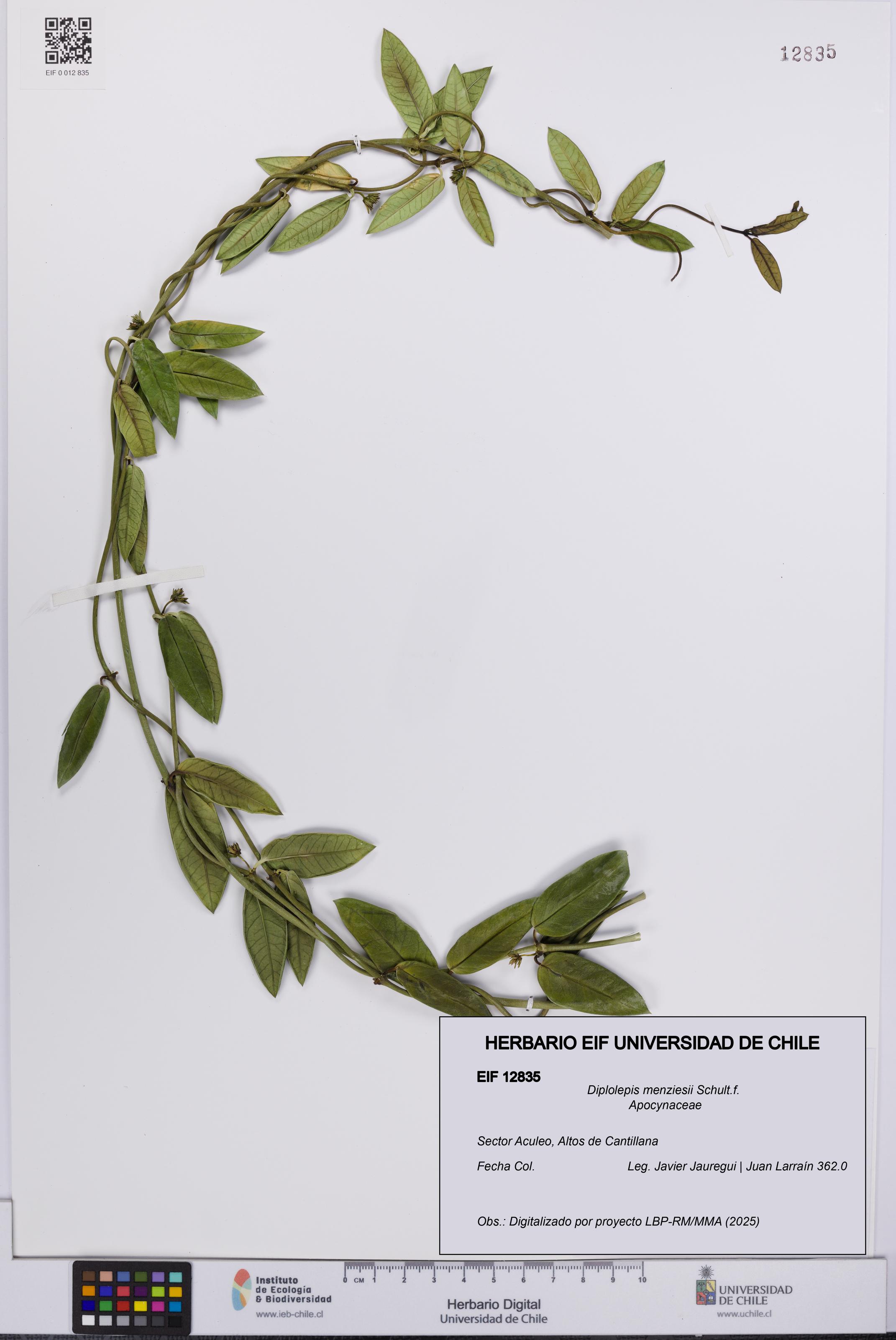 Diplolepis menziesii [Espécimen: UCH:EIF:0012835]