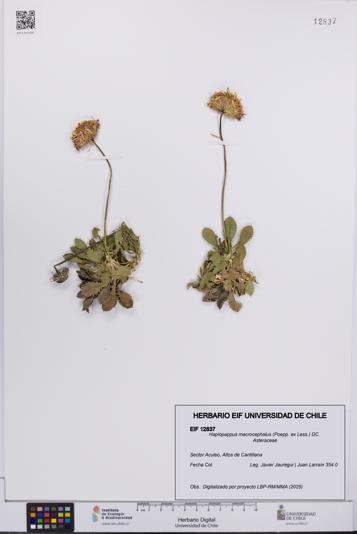 Haplopappus macrocephalus [Espécimen: UCH:EIF:0012837]