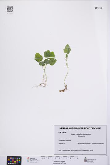 Loasa triloba [Espécimen: UCH:EIF:0012838]