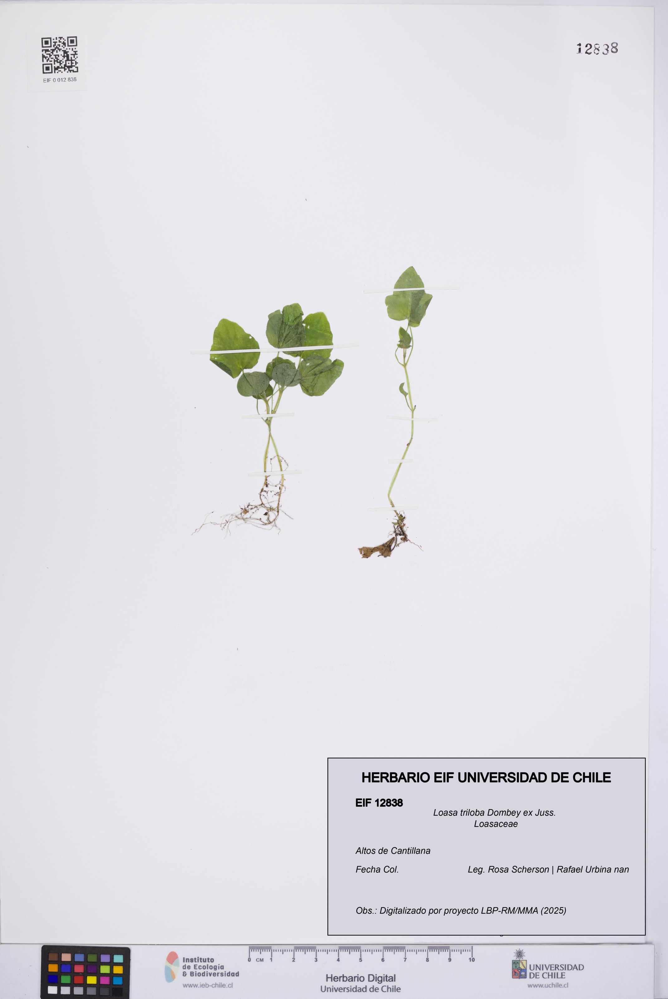 Loasa triloba [Espécimen: UCH:EIF:0012838]
