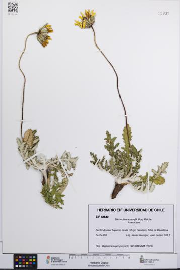 Trichocline aurea [Espécimen: UCH:EIF:0012839]
