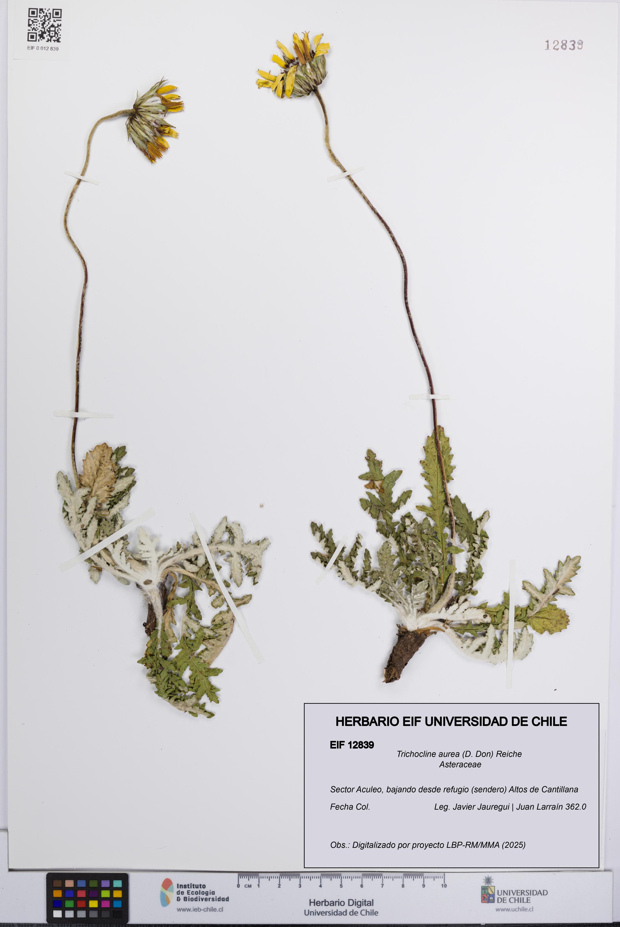 Trichocline aurea [Espécimen: UCH:EIF:0012839]