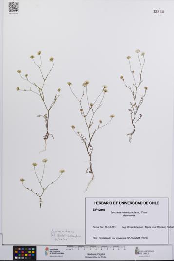 Leucheria tomentosa [Espécimen: UCH:EIF:0012840]