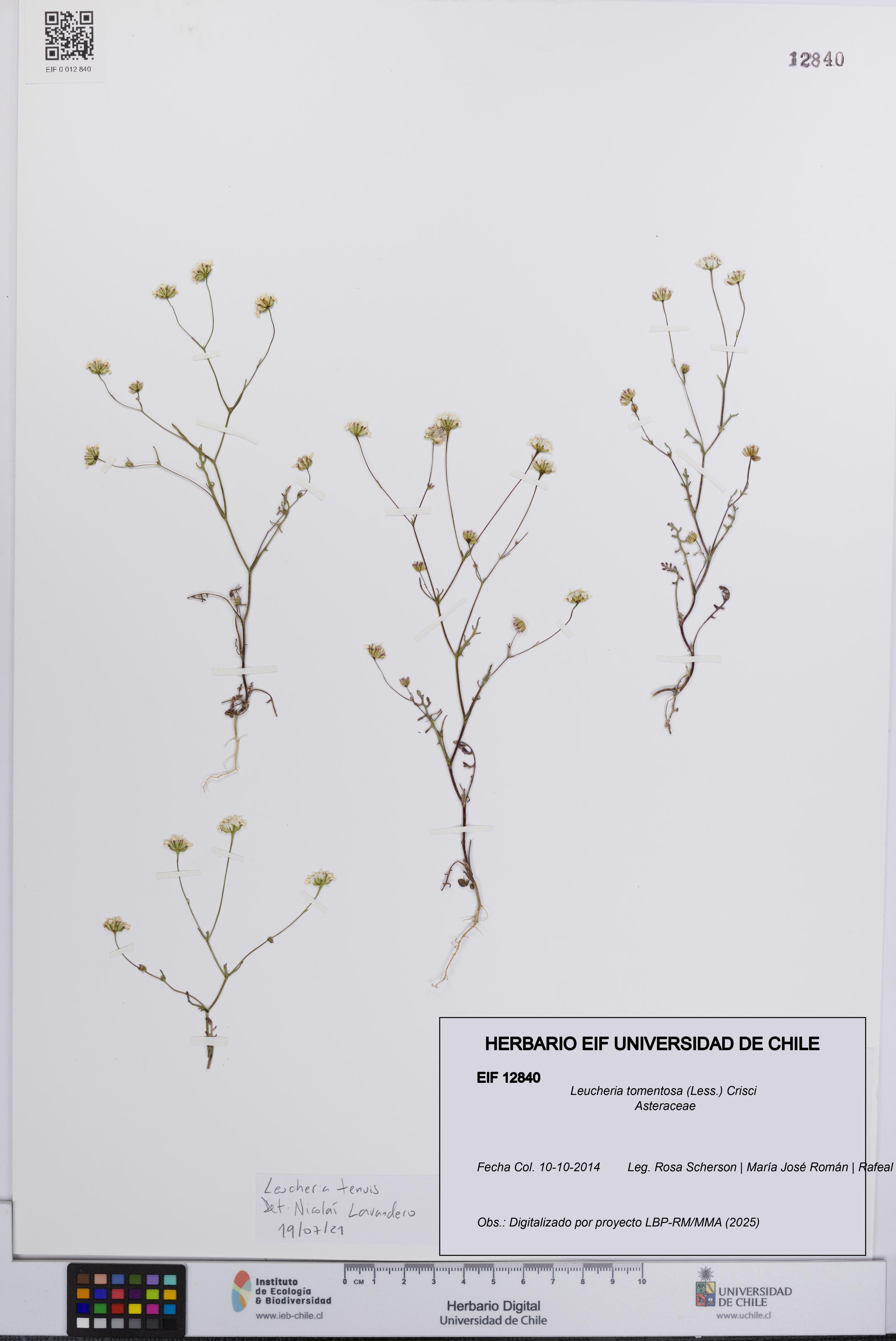 Leucheria tomentosa [Espécimen: UCH:EIF:0012840]