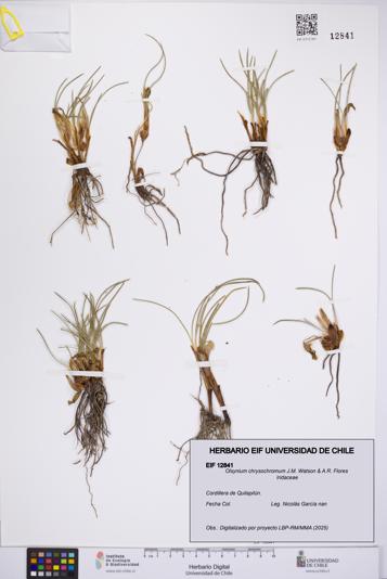 Olsynium chrysochromum [Espécimen: UCH:EIF:0012841]