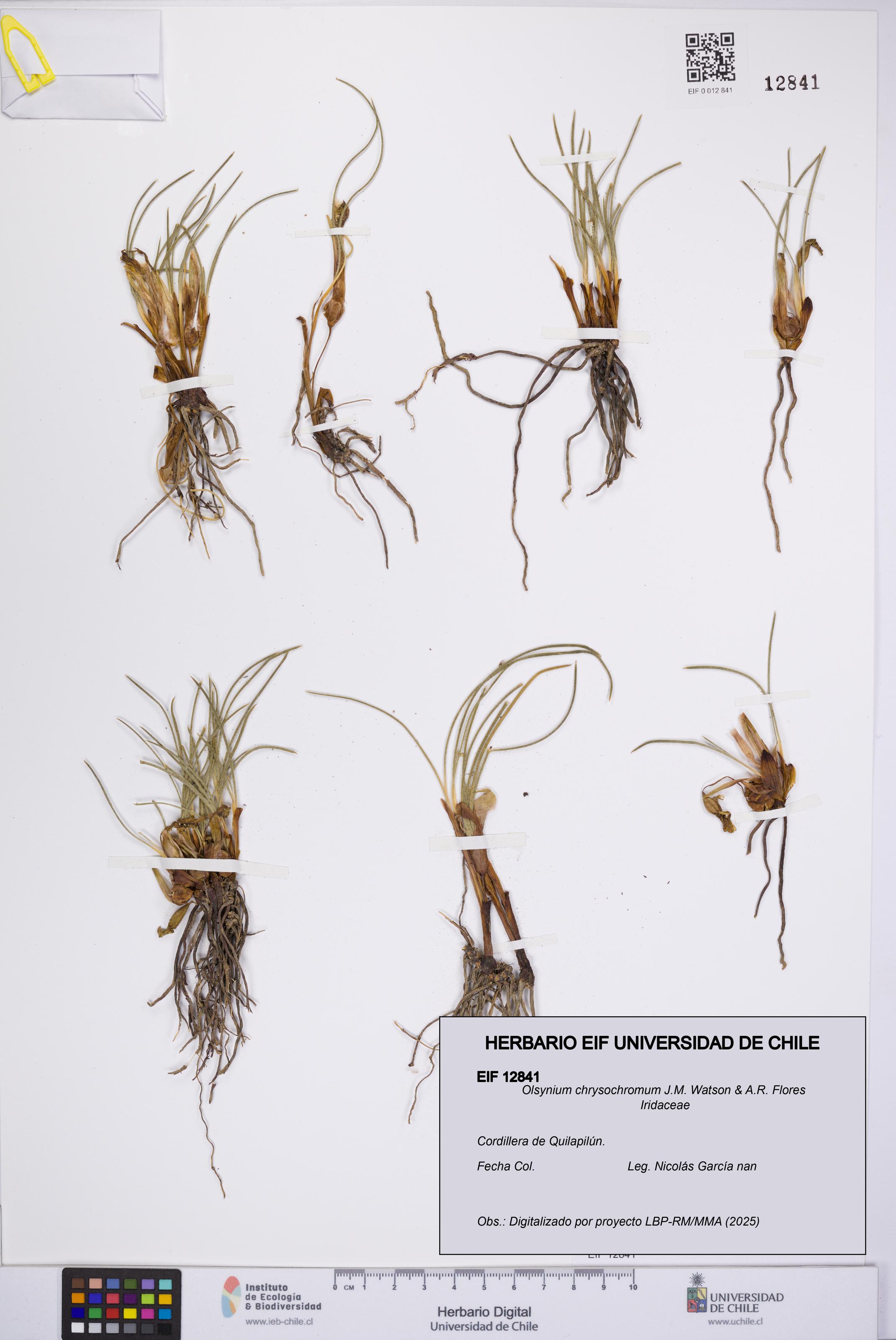 Olsynium chrysochromum [Espécimen: UCH:EIF:0012841]