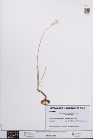 Leucocoryne ixioides [Espécimen: UCH:EIF:0012892]