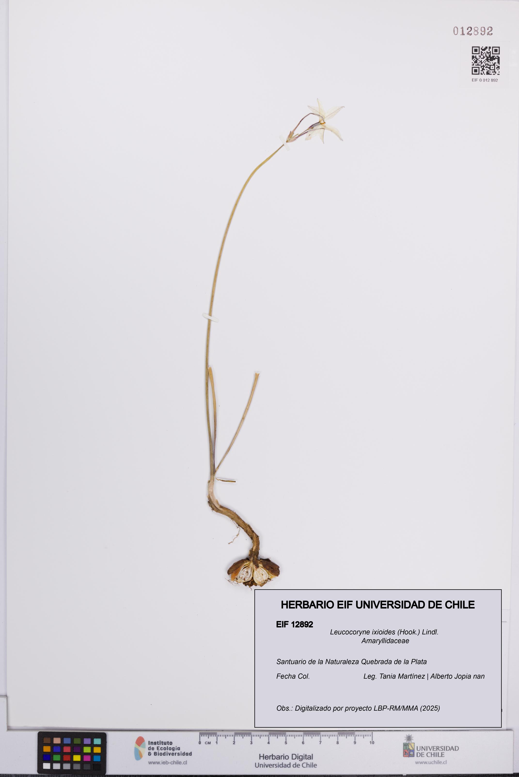 Leucocoryne ixioides [Espécimen: UCH:EIF:0012892]