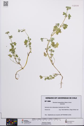 Bowlesia tropaeolifolia [Espécimen: UCH:EIF:0012894]
