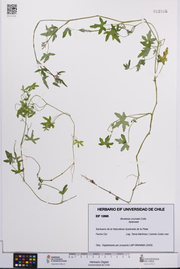 Bowlesia uncinata [Espécimen: UCH:EIF:0012895]