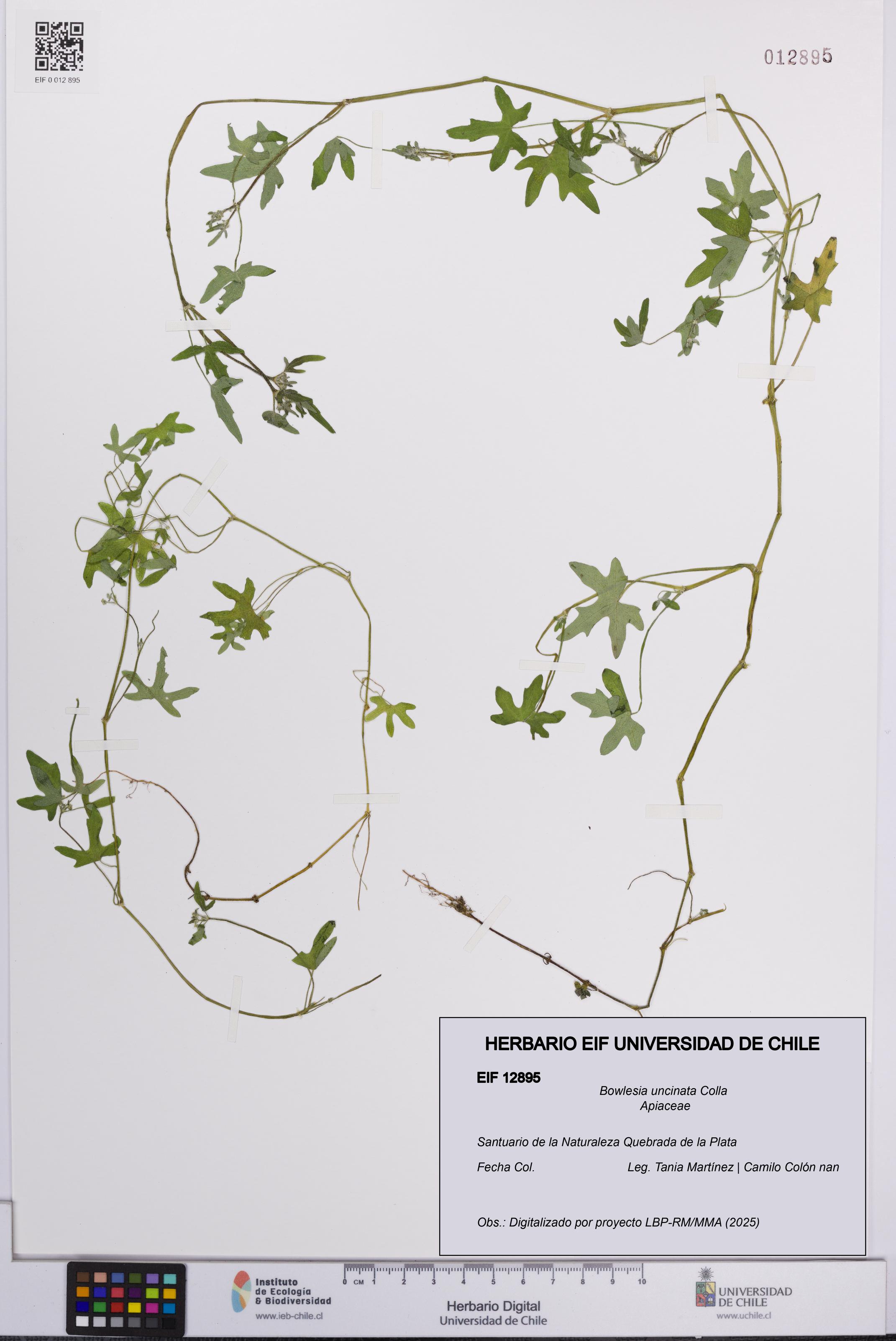 Bowlesia uncinata [Espécimen: UCH:EIF:0012895]