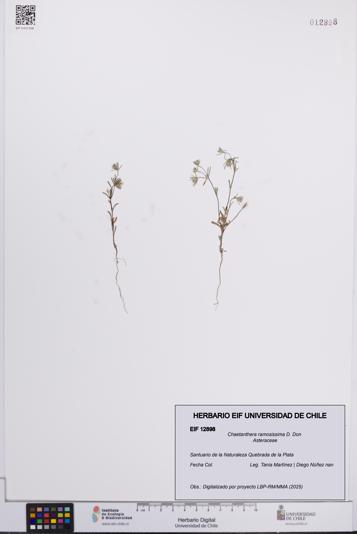 Chaetanthera ramosissima [Espécimen: UCH:EIF:0012898]