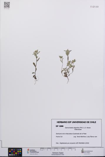 Gamochaeta oligantha [Espécimen: UCH:EIF:0012899]