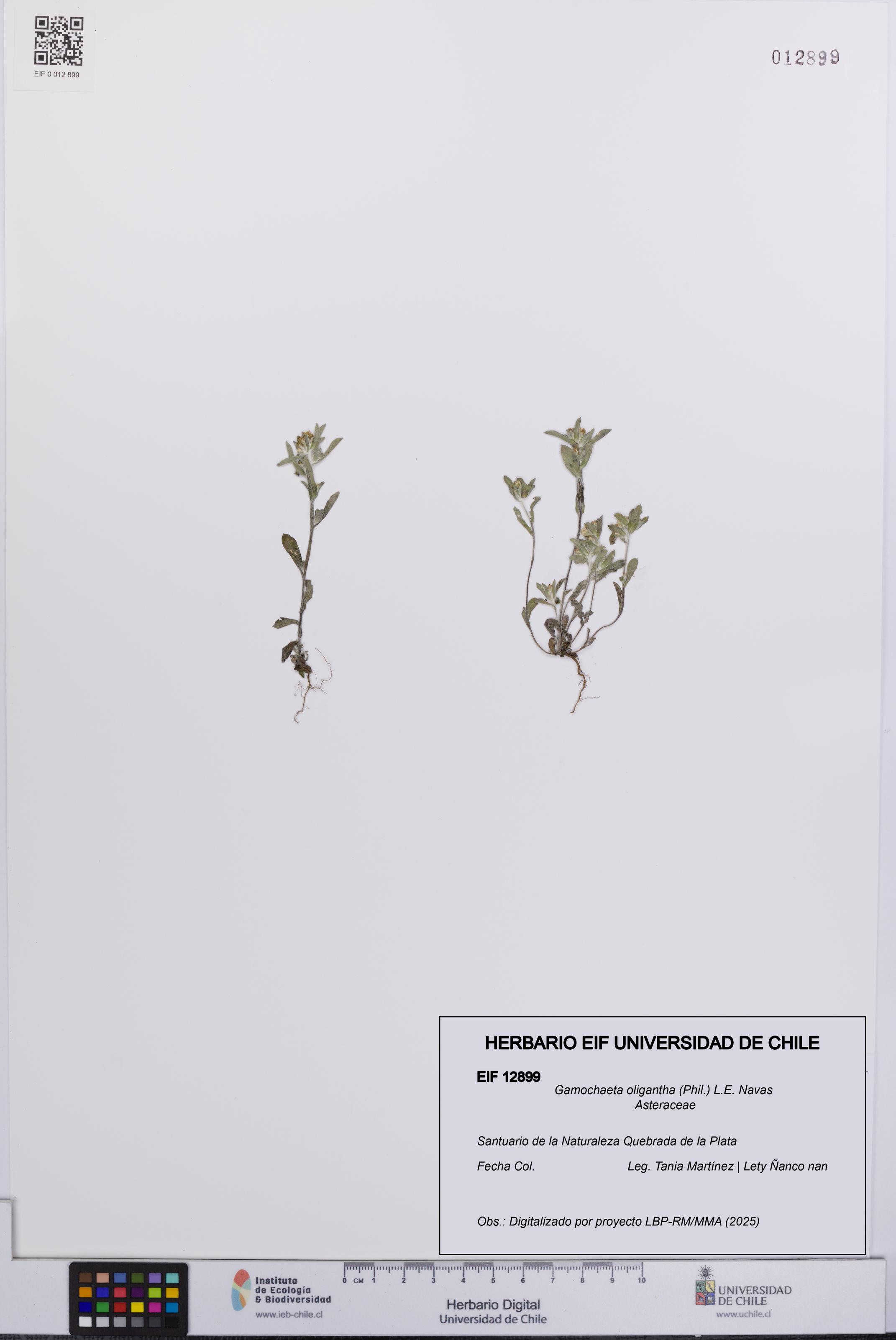 Gamochaeta oligantha [Espécimen: UCH:EIF:0012899]