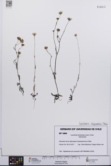 Leucheria tomentosa [Espécimen: UCH:EIF:0012902]