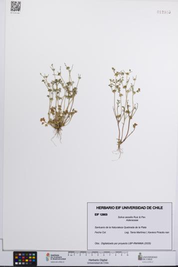Soliva sessilis [Espécimen: UCH:EIF:0012903]
