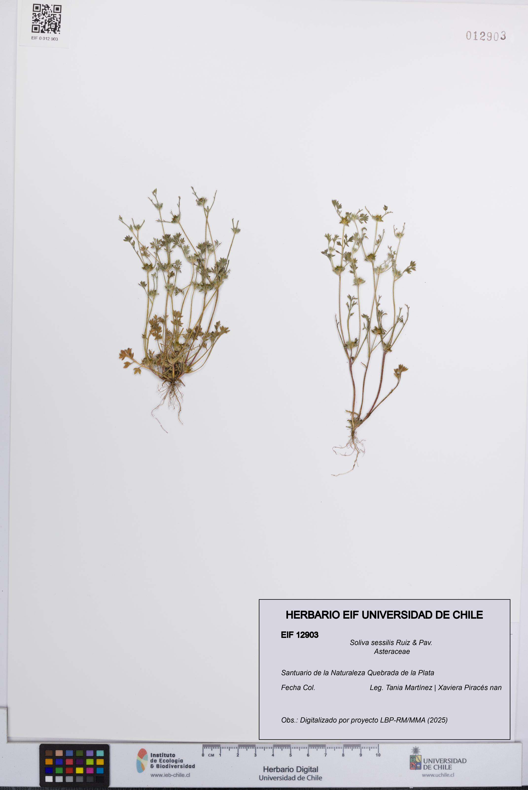 Soliva sessilis [Espécimen: UCH:EIF:0012903]
