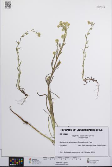 Cryptantha linearis [Espécimen: UCH:EIF:0012905]