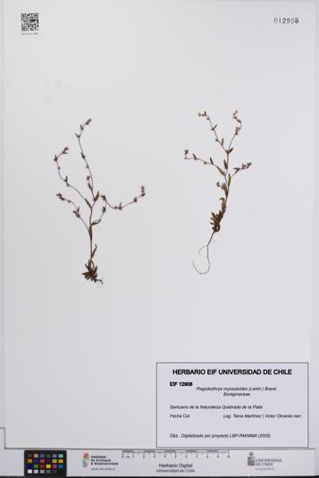 Plagiobothrys myosotoides [Espécimen: UCH:EIF:0012908]