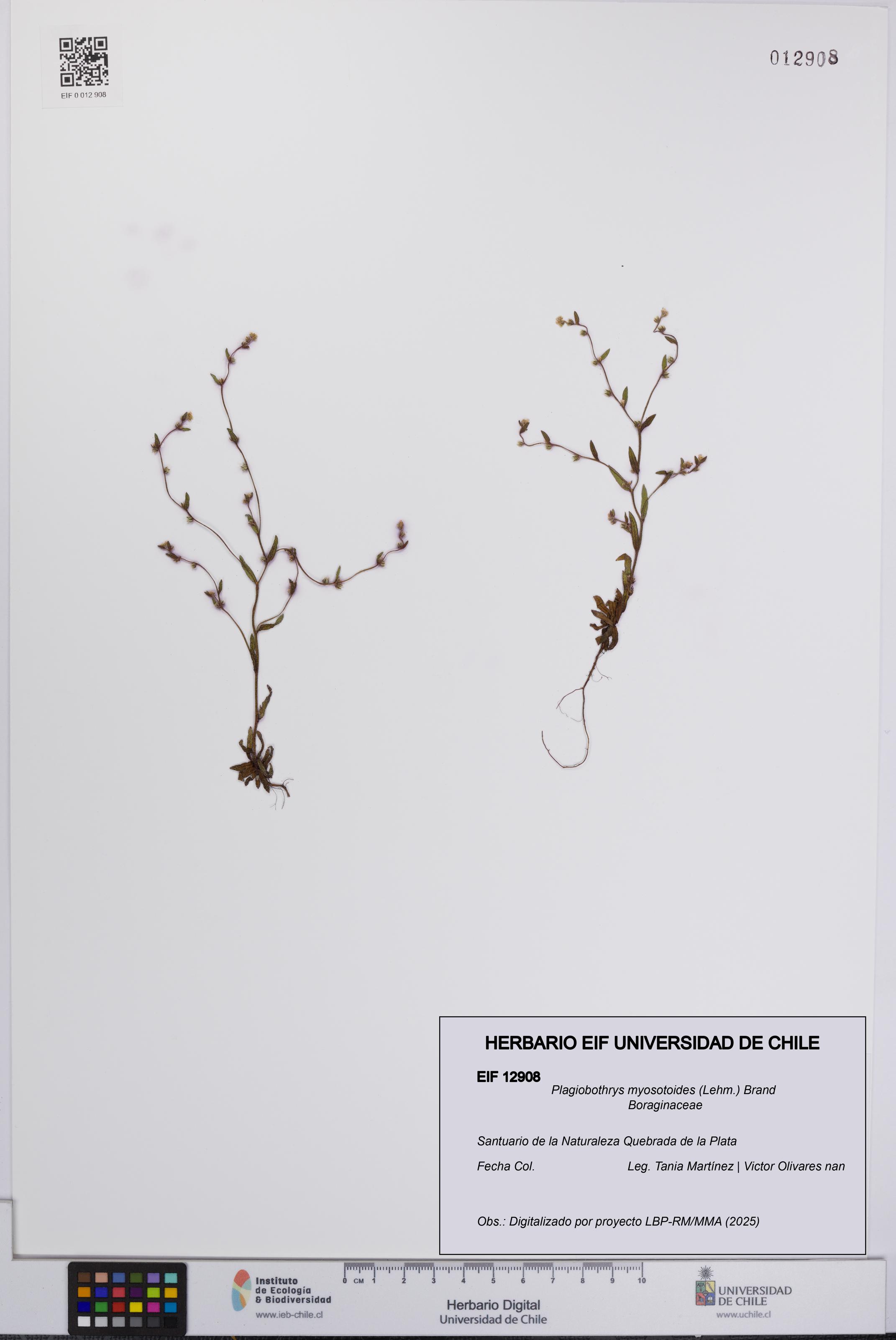 Plagiobothrys myosotoides [Espécimen: UCH:EIF:0012908]