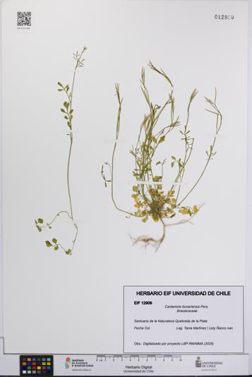Cardamine bonariensis [Espécimen: UCH:EIF:0012909]