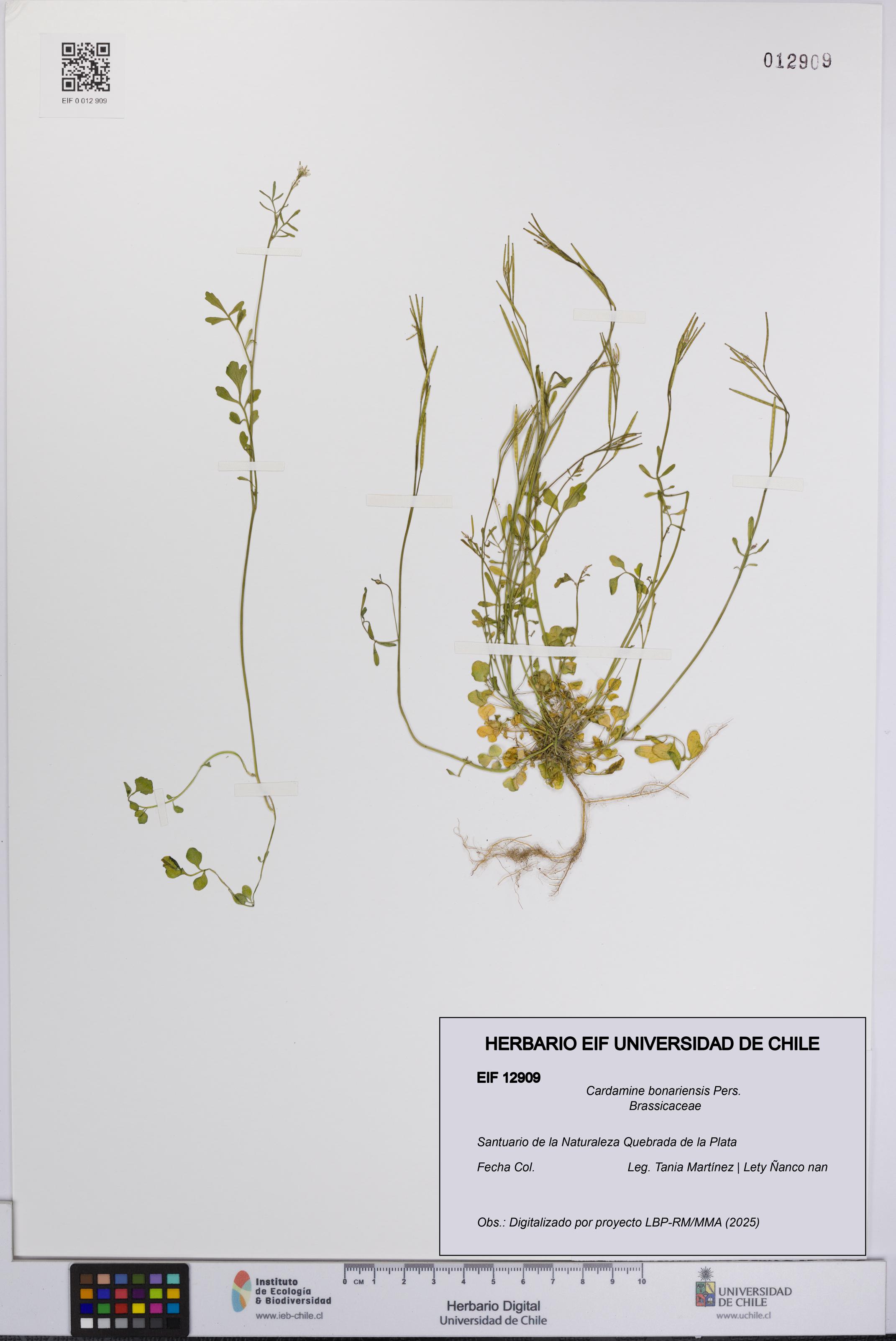 Cardamine bonariensis [Espécimen: UCH:EIF:0012909]