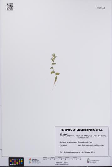 Triodanis perfoliata var. biflora [Espécimen: UCH:EIF:0012910]
