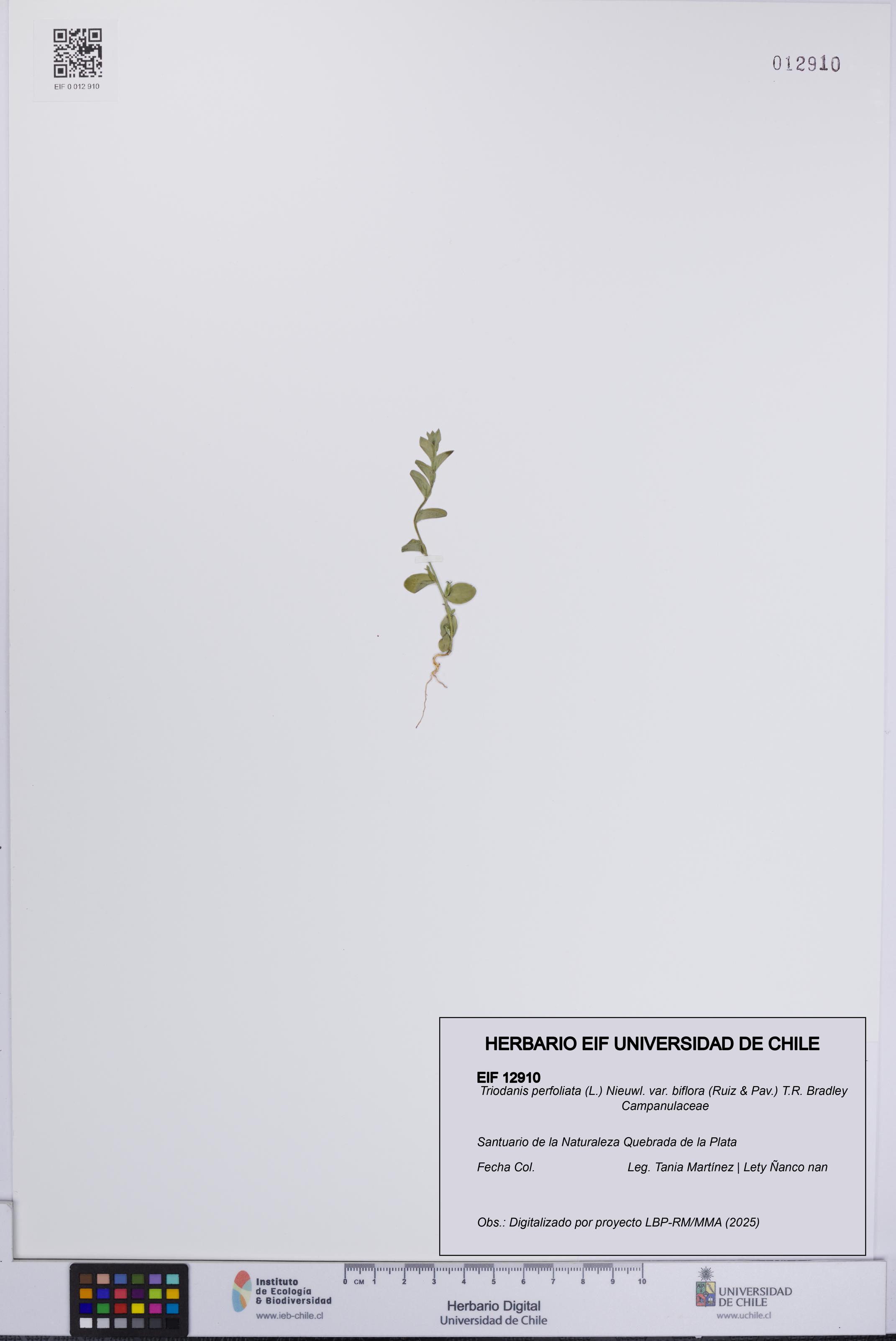 Triodanis perfoliata var. biflora [Espécimen: UCH:EIF:0012910]