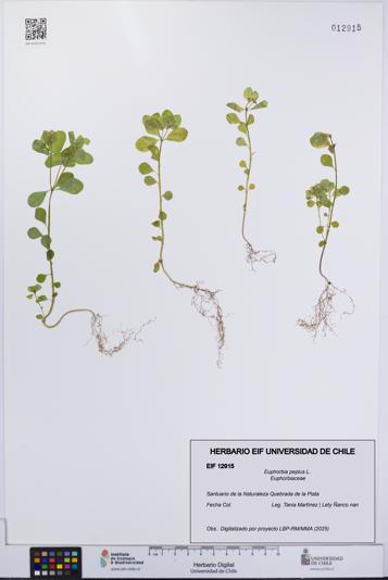 Euphorbia peplus [Espécimen: UCH:EIF:0012915]