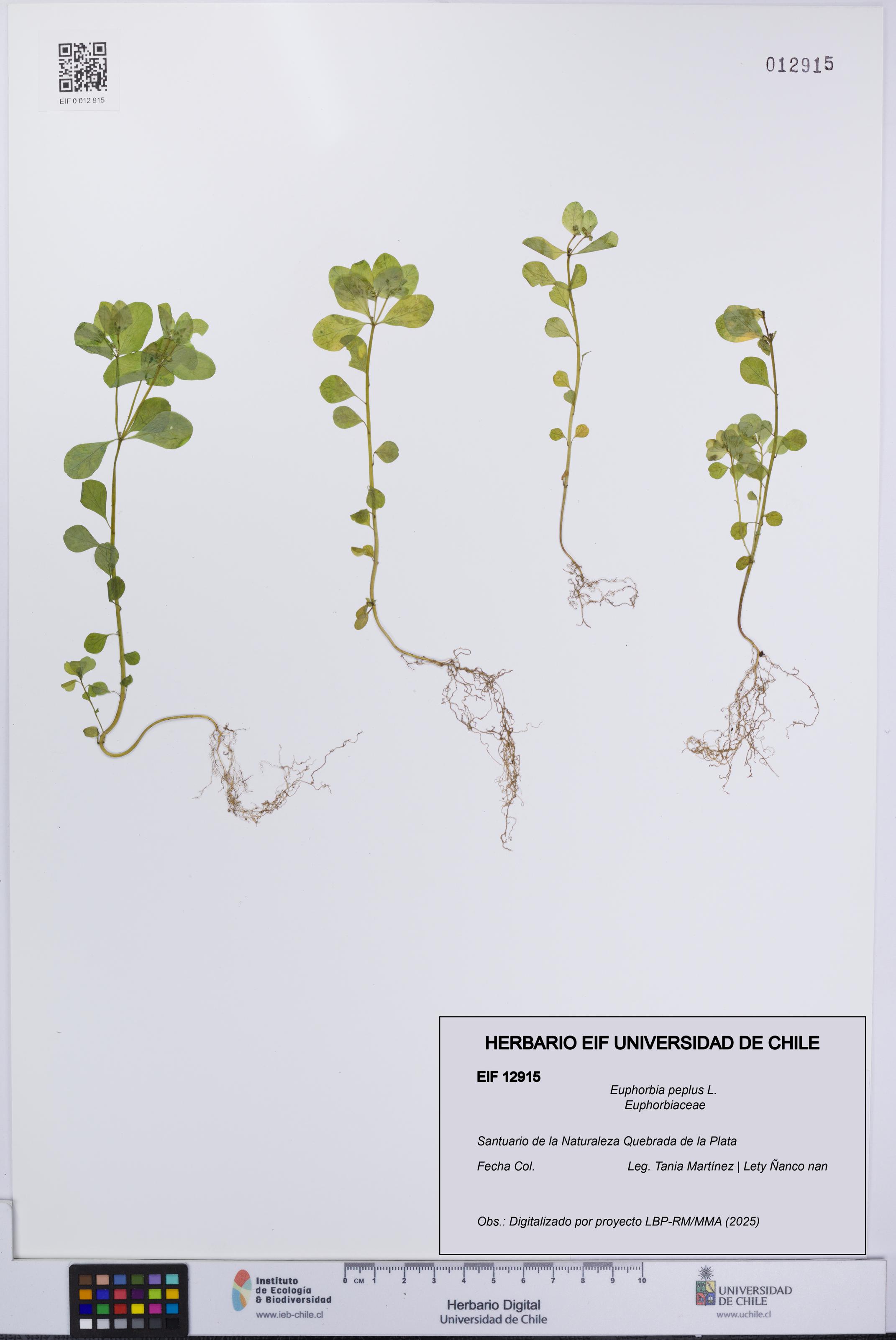 Euphorbia peplus [Espécimen: UCH:EIF:0012915]