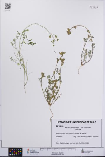 Adesmia tenella var. tenella [Espécimen: UCH:EIF:0012916]