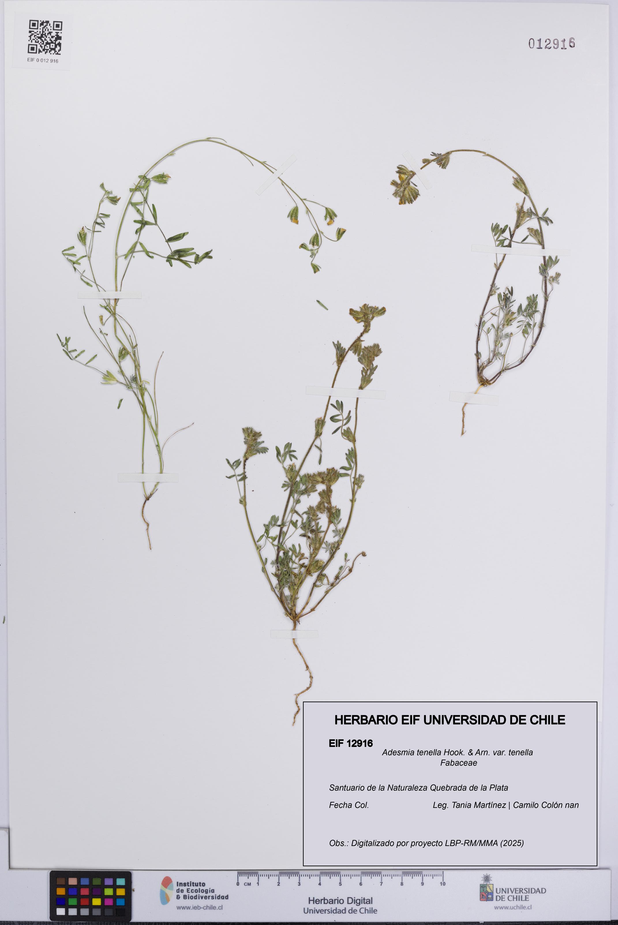 Adesmia tenella var. tenella [Espécimen: UCH:EIF:0012916]