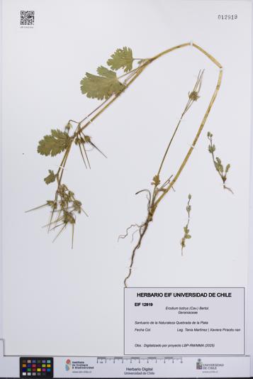 Erodium botrys [Espécimen: UCH:EIF:0012919]