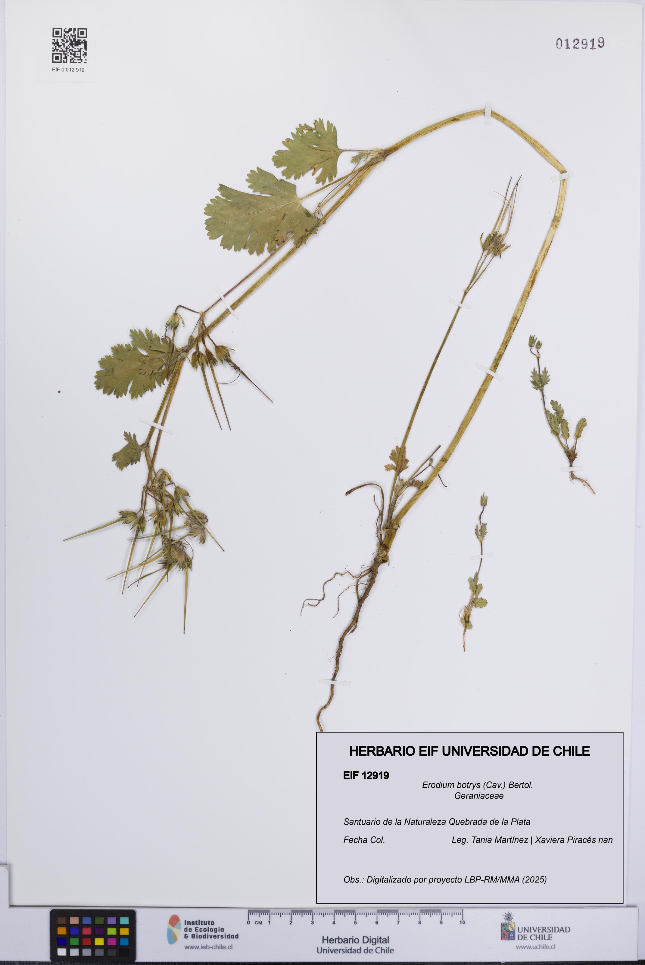 Erodium botrys [Espécimen: UCH:EIF:0012919]