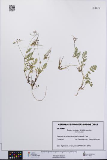 Erodium cicutarium [Espécimen: UCH:EIF:0012920]