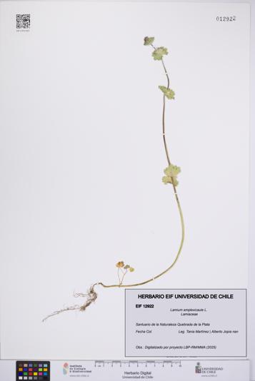 Lamium amplexicaule [Espécimen: UCH:EIF:0012922]