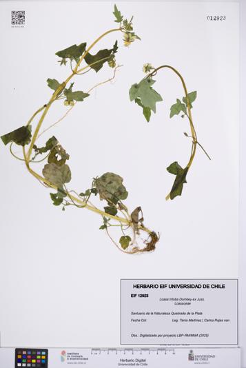 Loasa triloba [Espécimen: UCH:EIF:0012923]